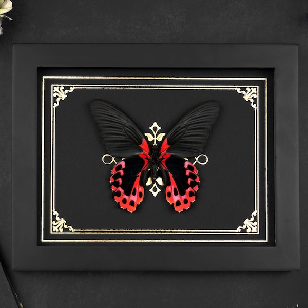 Real enmarcado mariposa Papilio rumanzowia Shadowbox ornamento oro impresión taxidermia entomología Halloween bruja gótica decoración home office