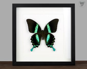 vera farfalla incorniciata Papilio blumei Shadow Box Bug Frame Tassidermia Tassadermia Appeso a parete Display Curiosità Insetto farfalla arte