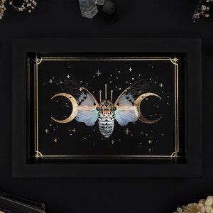 Real framed Ghost Cicada Ayutha spectabilis Shadow Box Frame Insect Display Curiosity Oddity Gothic Witch Home Decor