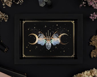 Véritable encadré fantôme cigale Ayutha spectabilis Shadow Box cadre insecte affichage curiosité bizarrerie gothique sorcière décor à la maison