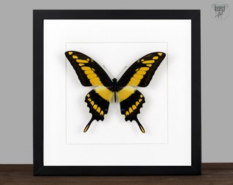 real Framed butterfly Papilio thoas Shadow Box Bug Frame Taxidermy Taxadermy Wall Hanging Display Curiosities Insectart butterfly art