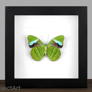 Könnte beinhalten: Ein gerahmter grüner Schmetterling mit blauen Akzenten. Der Schmetterling ist auf einem weißen Hintergrund montiert und in einem schwarzen Rahmen gerahmt.