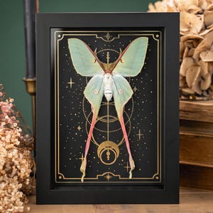 Puede incluir: Un cuadro que muestra una polilla Luna de color verde pálido con largas colas terminadas en puntas rosadas. La polilla está montada sobre un fondo negro decorado con líneas celestiales doradas, incluyendo estrellas, círculos y lunas crecientes.