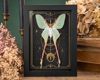 Real Chinese Moon Moth Specimen Frame, Gold Foil Moon Star Background, 20x15cm
