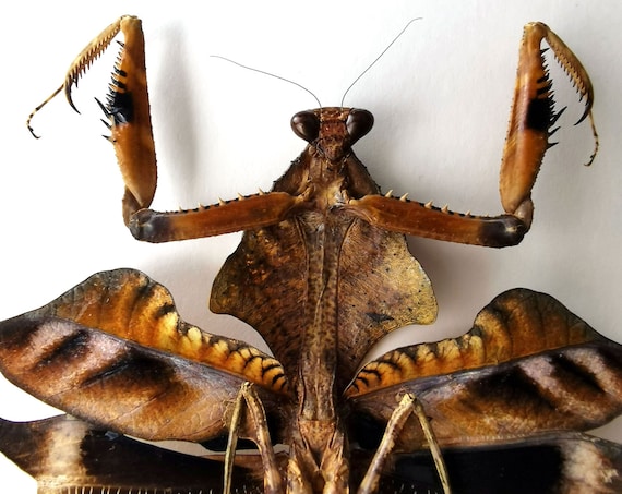 Framed Praying Mantis: Deroplatys Lobata Insect Shadow Box - Etsy
