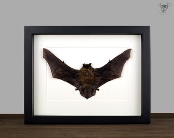 Real framed Bat, Tylonycteris pachypus Taxidermy Bat Shadow Box Frame Taxadermy Gothic Witch Home Wall Decor