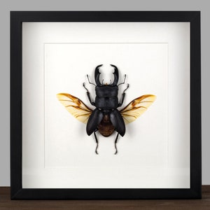 Könnte beinhalten: Gerahmtes Insektenkunstwerk mit einem Hirschkäfer. Der Käfer ist schwarz mit großen Mandibeln und hellbraunen Flügeln, vor einem weißen Hintergrund. Der Rahmen ist schwarz, und das Kunstwerk wird auf einer Holzoberfläche präsentiert.