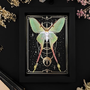 Real framed Luna Moth on Gold Tarot Print, Actias dubernardi Shadow Box Frame, Real Butterfly Wall Display, Gothic Home Decor