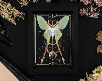 Real framed Luna Moth on Gold Tarot Print, Actias dubernardi Shadow Box Frame, Real Butterfly Wall Display, Gothic Home Decor