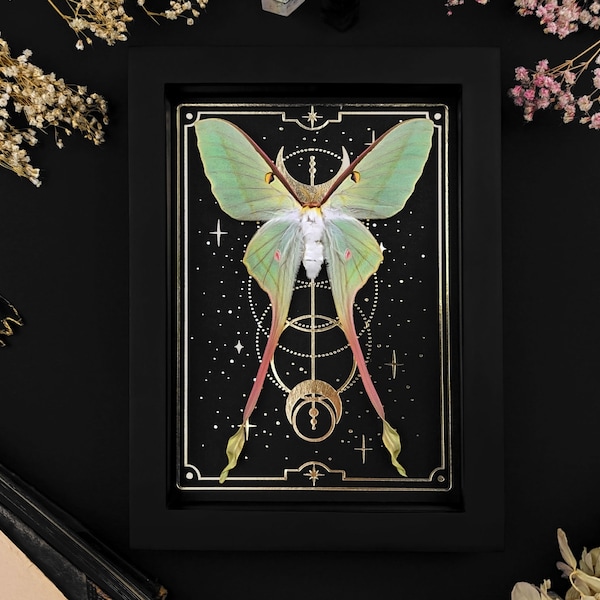 Real framed Luna Moth on Gold Tarot Print, Actias dubernardi Shadow Box Frame, Real Butterfly Wall Display, Gothic Home Decor