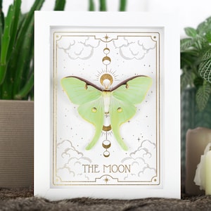 The Moon Tarot Real Luna Moth Style Framed Insect Bug Wall Art Cottagecore Fairycore