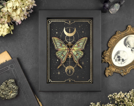 Graellsia isabellae moon moth Real moth in the frame geometry moon