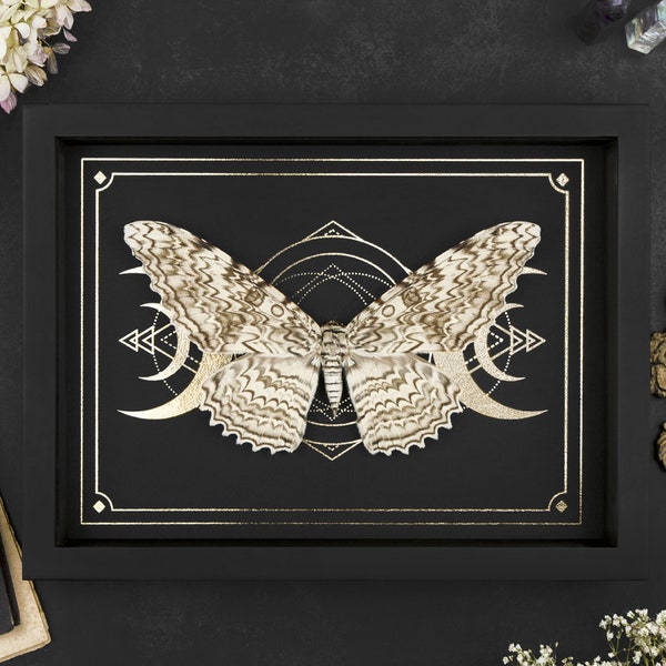 Real moth Moth Thysania agrippina Shadow Box Frame Insect Taxidermy Tarot Print Halloween  Black Gothic Vampire White Witch Wall Home Décor