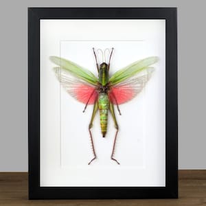 May include: A framed green and pink grasshopper with its wings spread out. The grasshopper is mounted on a white background and the frame is black.