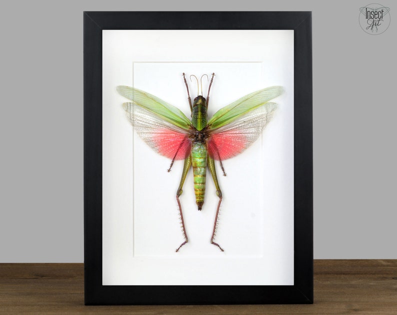 May include: A framed green and pink grasshopper with its wings spread out. The grasshopper is mounted on a white background and the frame is black.