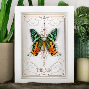Real framed Sunset Moth Tarot Gold Print The SUN Shadow Box Frame Insect Display Curiosity Oddity Gothic Witch Home Decor