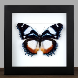 Framed Madagascan Diadem Butterfly: Entomology Wall Decor (6.3 x6.3 IN)