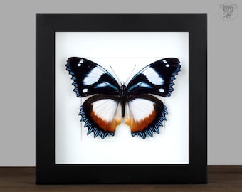 Real framed Butterfly, Hypolimnas dexithea Madagascan Diadem, Entomology Insect Bug Display Frame, Wall Collection Hanging Decor