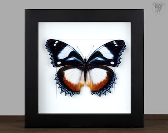 Echter Schmetterling gerahmt Hypolimnas dexithea Insekt Entomologie Taxidermie Natur Wanddeko Geschenk  Taxidermie Kunst Insect Art