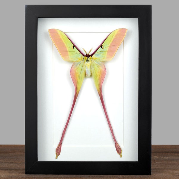 Real framed Pink Luna Moth Actias dubernardi M Box Frame Butterfly Taxidermy Entomology Natural History Wall Art Decor
