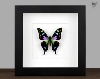 Echter Schmetterling gerahmt Graphium weiskei Insekt Entomologie Taxidermie Natur Wanddeko Geschenk  Taxidermie Kunst Insect Art