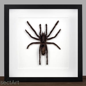 Grote vogeletende spin Selenocosmia javensins in zwart houten schaduwdoosframe