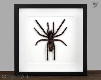 Large Bird eating Spider Selenocosmia javensins in black wooden Shadow Box Frame