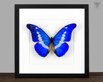 Real Framed Blue Butterfly Morpho Helena Bug Display Taxidermy
