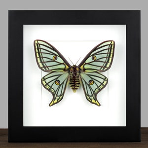 Framed Spanish Moon Moth Actias Isabellae Entomology Display