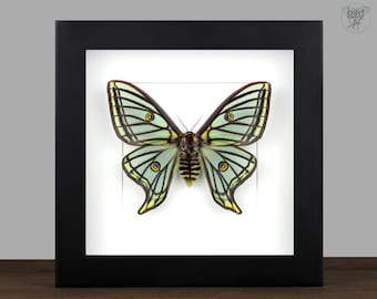 Graellsia　isabellae　92mm 2頭限り BicBugs Graellsia isabellae FEMALE 