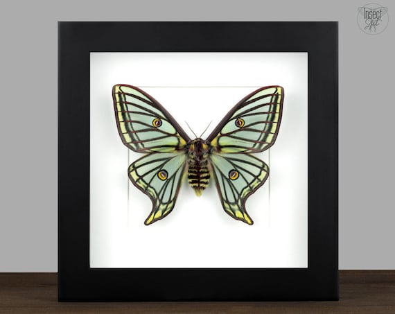 Framed Spanish Moon Moth Actias Isabellae Entomology Display