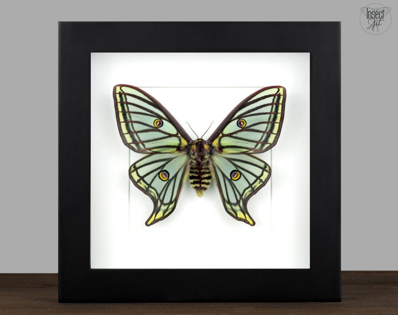 real framed spanish moon moth graellsia isabellae A1 quality specimen