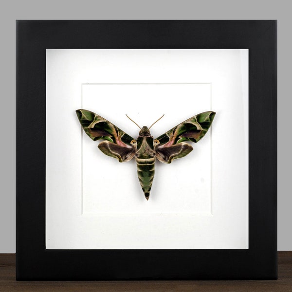 Daphnis nerii framed Hawk Moth Shadow Box Frame Butterfly Taxidermy Entomology Natural Wall Art Decor