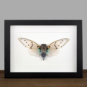 Framed Ghost Cicada Entomology Display: Ayuthia spectabilis Insect Shadow Box
