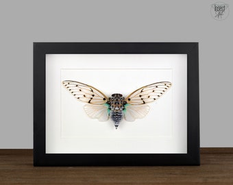 Framed Ghost Cicada Entomology Display: Ayuthia spectabilis Insect Shadow Box