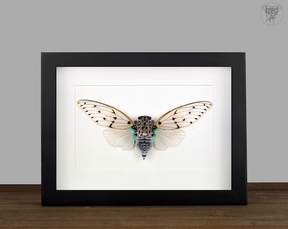 Framed Ghost Cicada Entomology Display: Ayuthia spectabilis Insect Shadow Box