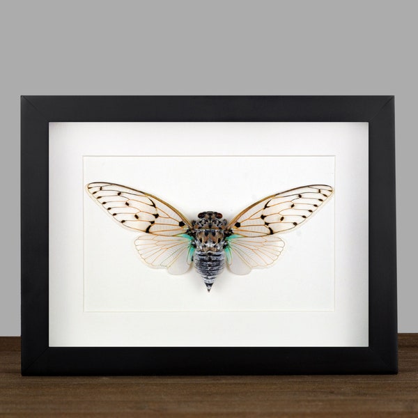 Real framed white Ghost Cicada Ayuthia spectabilis Dried Insect Display Entomology Shadow Box Frame Wall Display Oddities Home Decor