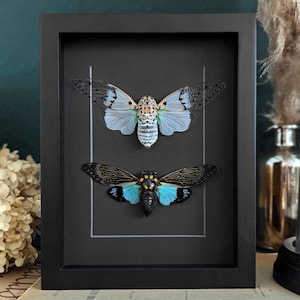 Twee spookcicades in zwarte houten schaduwdoos, ingelijste Ayuthia spectabilis en Tosena splendida, entomologie insectenverzameling lijst