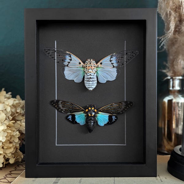 Two Ghost cicada in black wooden shadow Box, framed Ayuthia spectabilis and Tosena splendida, Entomology Insect collection Frame