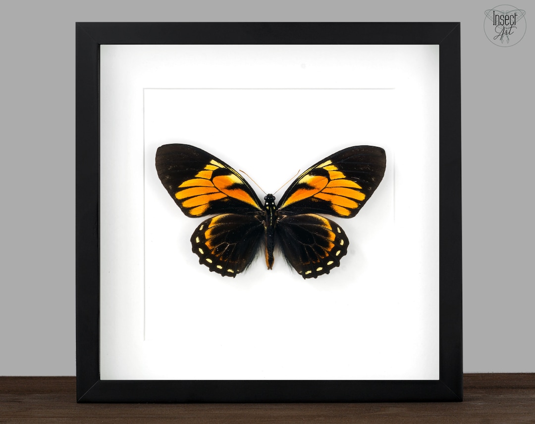 Real Framed Tiger Butterfly Insect Moth Shadow Box Frame Entomology ...