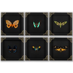 Real Butterfly Moth framed in 6 inch Premium baroque wood Box Frame, Entomology Collection Gift and Gothic Oddities Decor