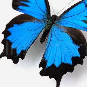 Puede incluir: Una mariposa azul y negra con las alas extendidas. La mariposa tiene un cuerpo azul oscuro y marcas negras en las alas.
