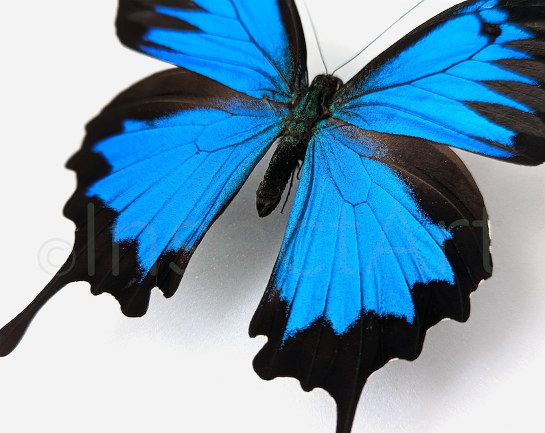 Puede incluir: Una mariposa azul y negra con las alas extendidas. La mariposa tiene un cuerpo azul oscuro y marcas negras en las alas.