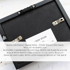 Op de afbeelding: Zwarte lijst met een witte passe-partout en een wit label met de tekst "LOREM IPSUM Peru de" en de tekst "MANY DIFFERENT FRAME SIZES - EVERY SINGLE SPECIMEN WILL FIT IN PERFECTLY! ACID FREE CARDBOARD IN NATURAL WHITE OR PLAIN BLACK OR BLACK WITH WHITE CORE! CONTACT US FOR CHANGE REQUESTS! HANGER AND LABEL WITH LATIN NAME & ORIGIN AT THE BACK"