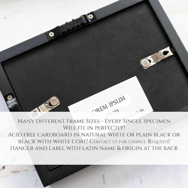 Op de afbeelding: Zwarte lijst met een witte passe-partout en een wit label met de tekst "LOREM IPSUM Peru de" en de tekst "MANY DIFFERENT FRAME SIZES - EVERY SINGLE SPECIMEN WILL FIT IN PERFECTLY! ACID FREE CARDBOARD IN NATURAL WHITE OR PLAIN BLACK OR BLACK WITH WHITE CORE! CONTACT US FOR CHANGE REQUESTS! HANGER AND LABEL WITH LATIN NAME & ORIGIN AT THE BACK"