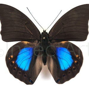 10 Blue Prepona Chromus Butterflies: Papered Specimens for Entomology Art
