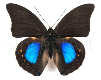 10 Blaue Prepona Chromus Schmetterlinge