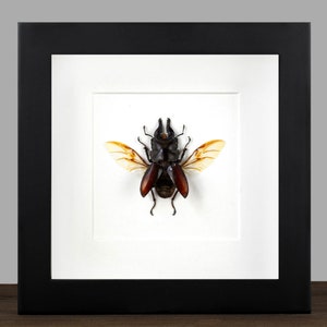 May include: A framed insect specimen with wings spread, showcasing a stag beetle with a dark brown body and light brown wings. The beetle is mounted on a white background within a black frame.