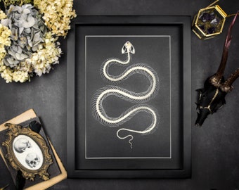 Squelette de serpent encadré par taxidermie, os d'animal vipère serpent dans un cadre de boîte d'ombre, Trimeresurus albolabris, décor gothique noir, curiosité bizarre