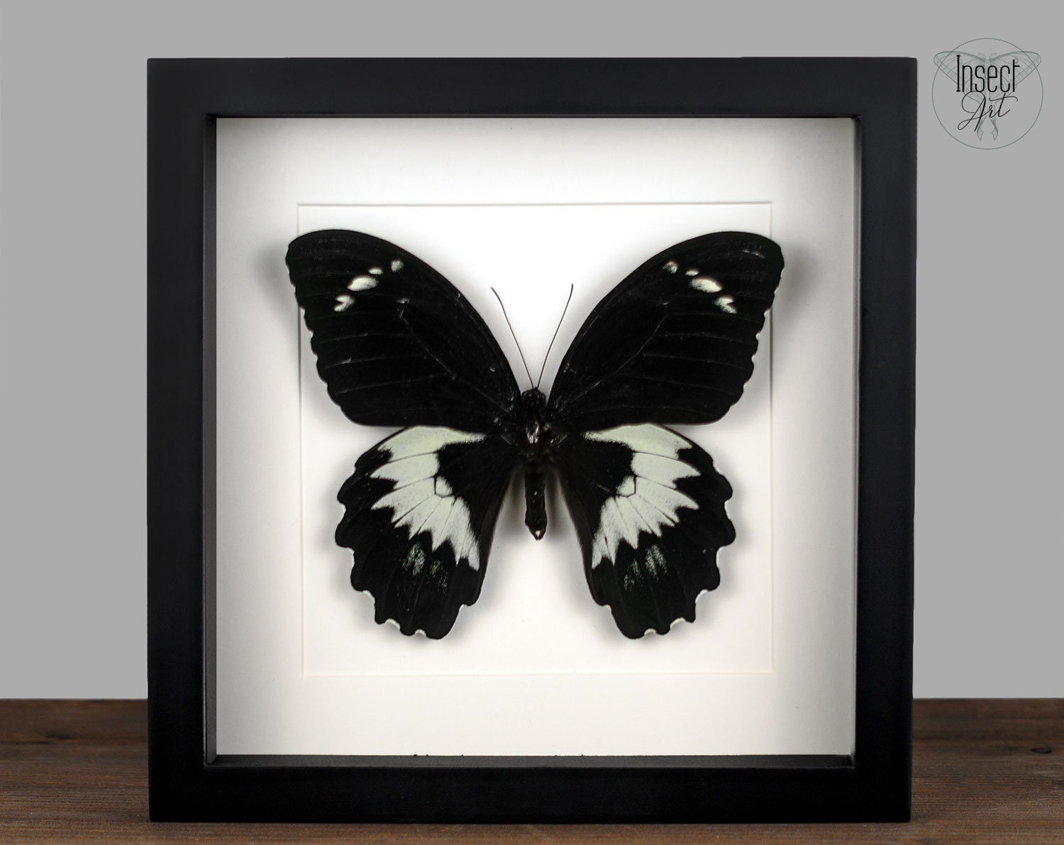 Very large real butterfly framed Papilio gambrisius colossus